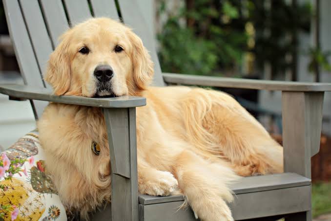 dogimage
